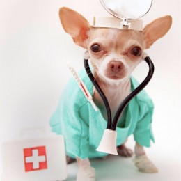 Loomaarst: Mida varem lemmikloomal kasvaja avastatakse, seda tulemuslikumat ravi saab pakkuda