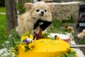 Chihuahua Kennu 10. sünnipäev